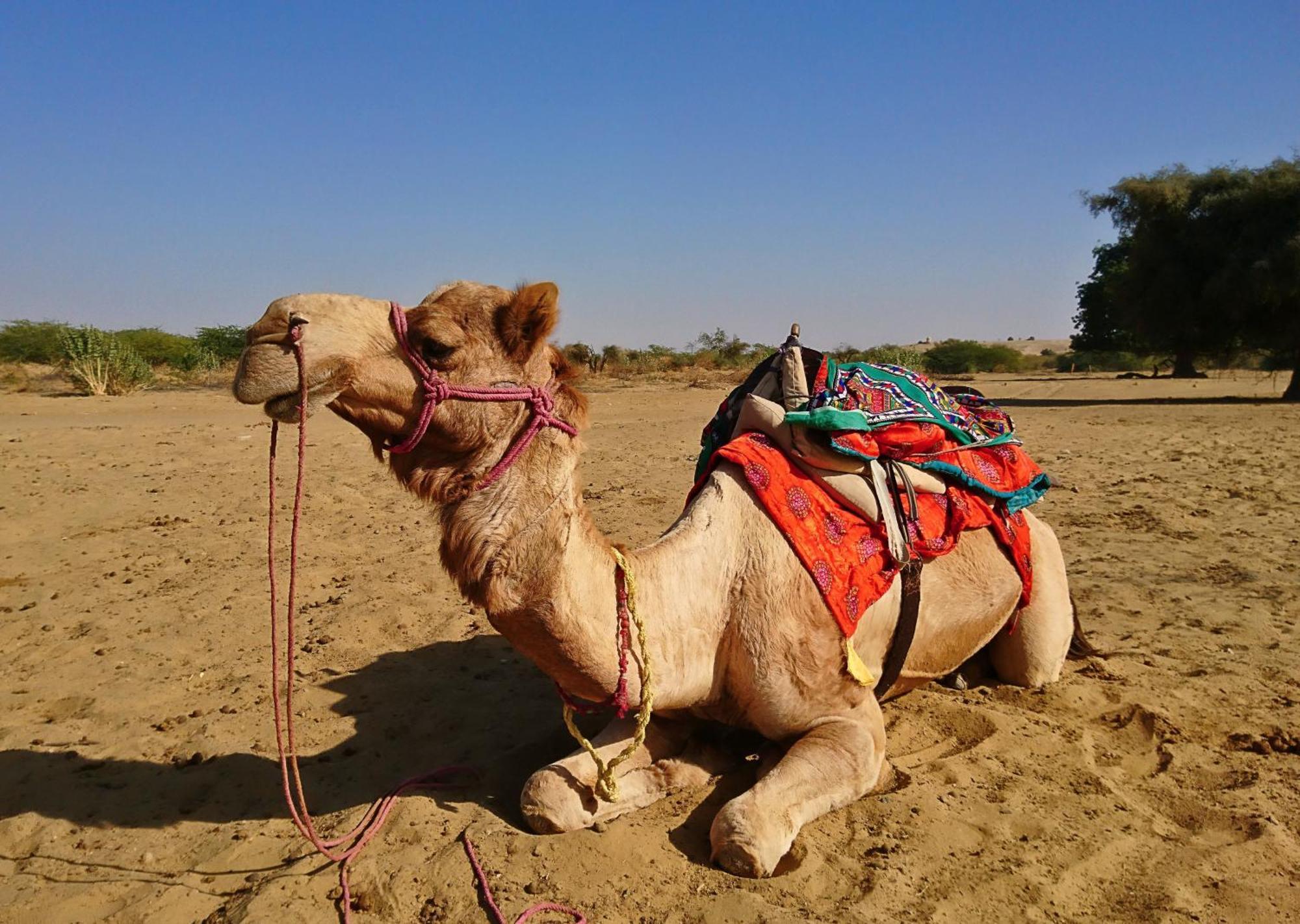 Hotel Royal Jaisalmer Εξωτερικό φωτογραφία
